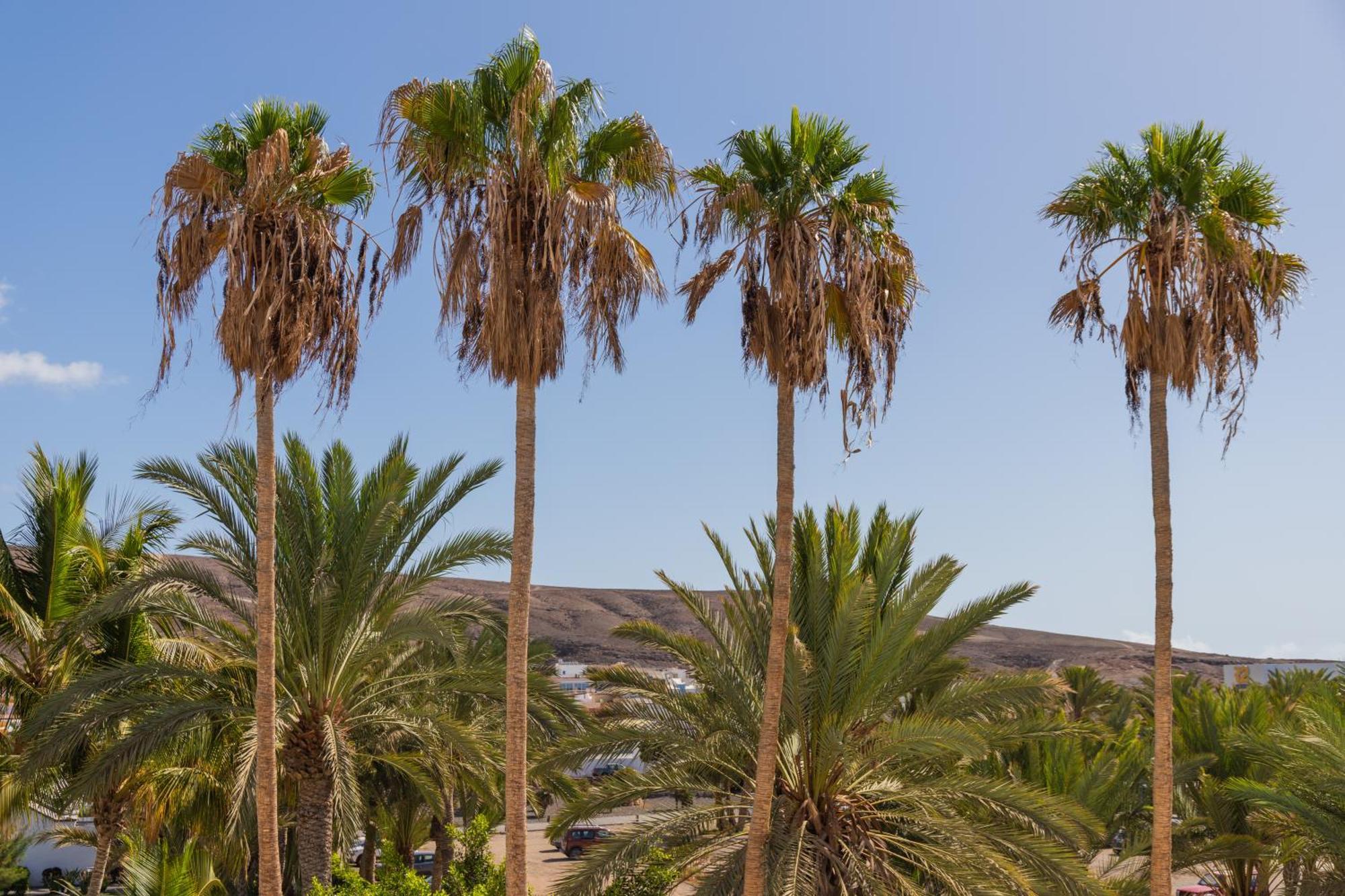 Palm Beach Fuerteventura Tarajalejo Exterior foto